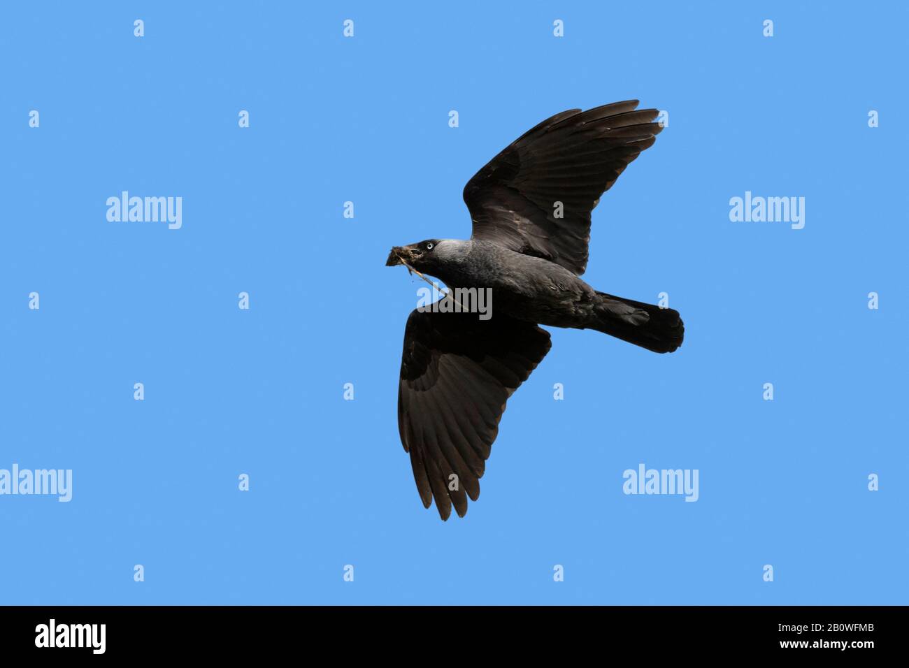 Western jackdaw / European jackdaw (Corvus monedula / Coloeus monedula) with nesting material in beak flying against blue sky in spring Stock Photo