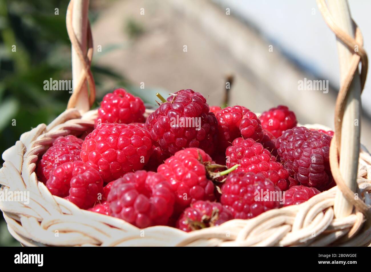 ripe fresh raspberries in a basket Stock Photo