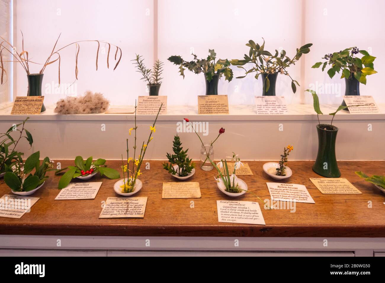 Display of living plant specimens at Haslemere Museum in Surrey, UK Stock Photo