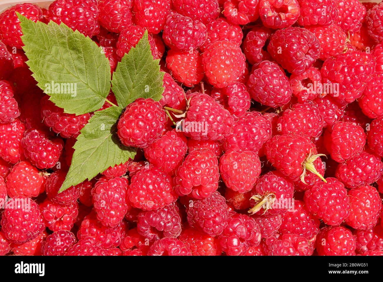 Heap of ripe raspberry. Red raspberry texture. Stock Photo