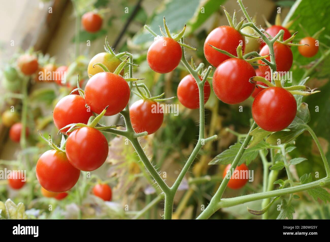 Cherry tomatoes in a greenhouse Stock Photo - Alamy
