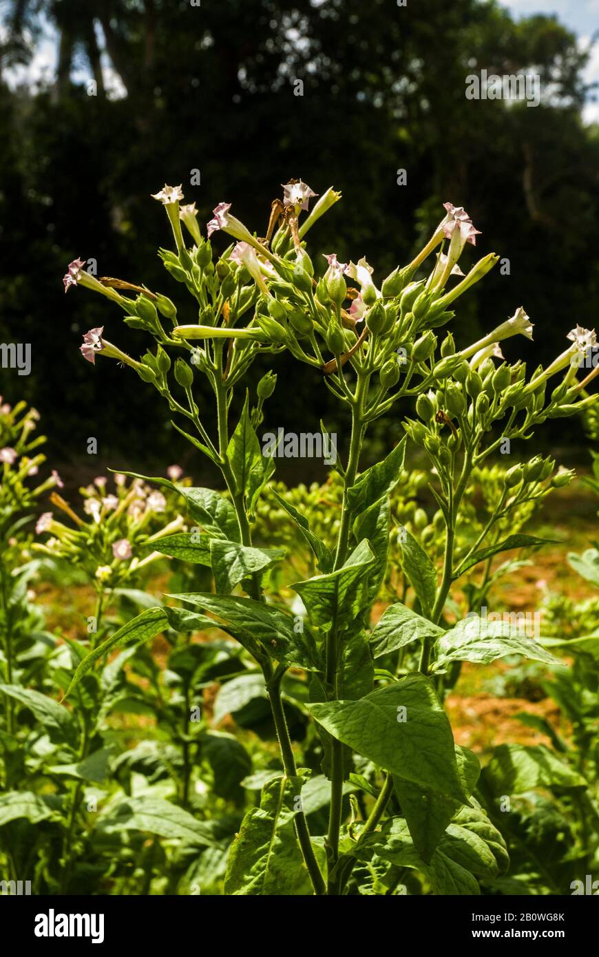 Cuba, Tobacco plant Stock Photo Alamy