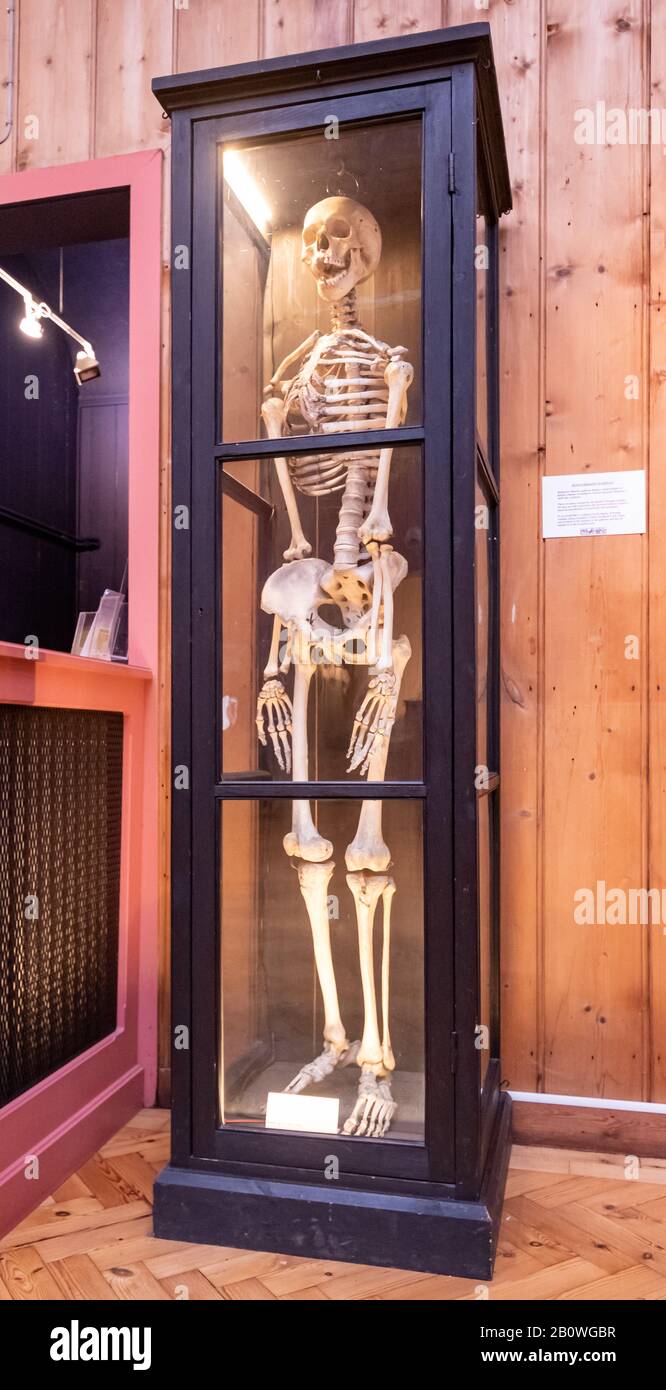 Human skeleton in a display case, museum exhibit Stock Photo