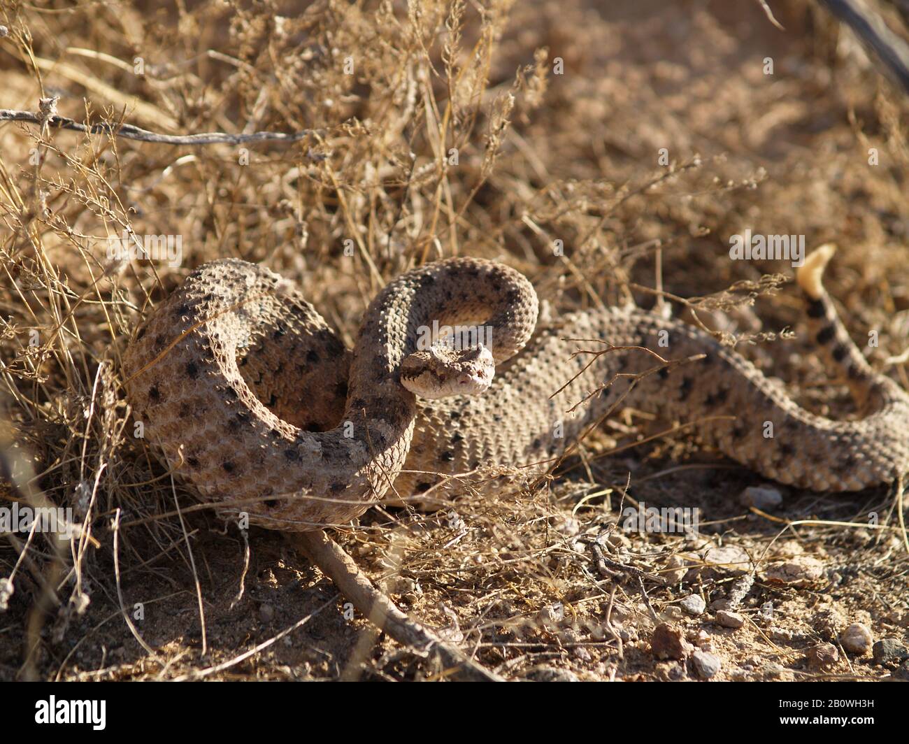 An angry rattlesnake native to Arizona known as a Horned Side-Winder. Stock Photo