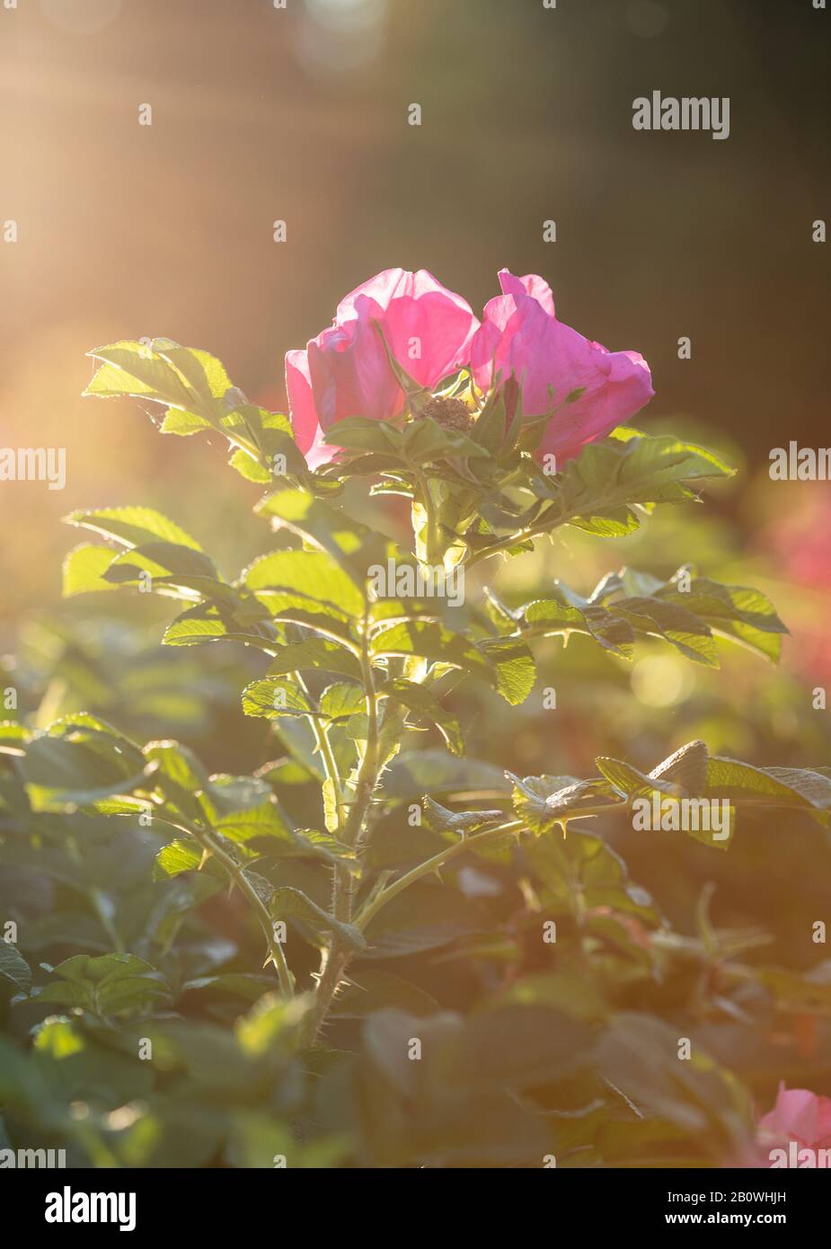 Pink Rose Basking in Light of Golden Hour Sun Stock Photo