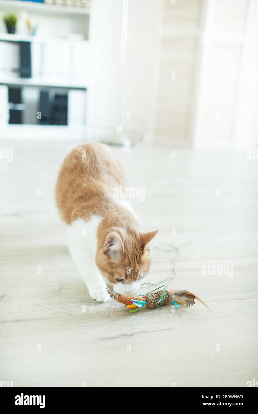 Domestic cat playing on the floor with his favourite toy at home Stock ...