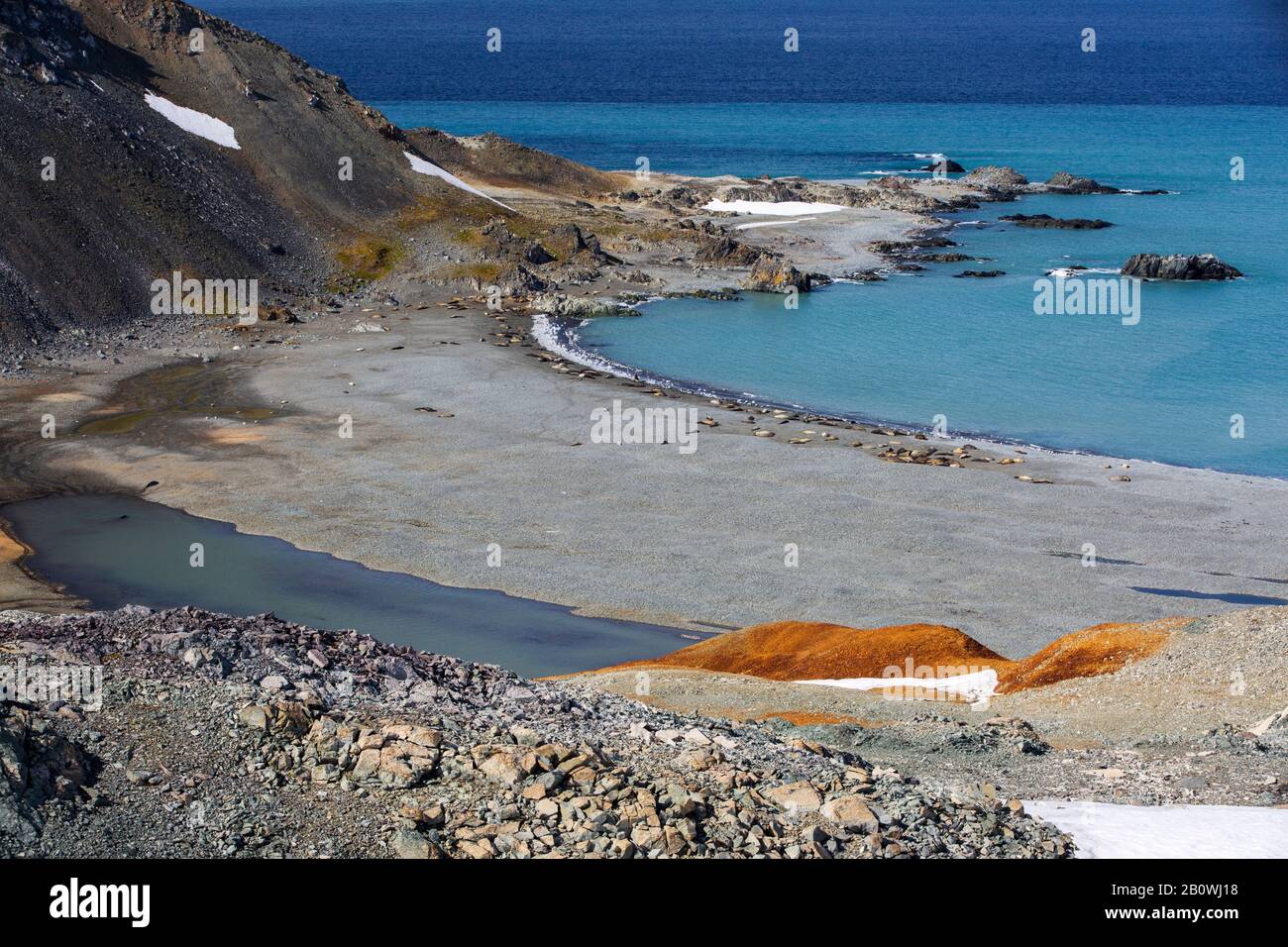 Southern Elephant Seal, Mirounga leonina hauled out on the beach at