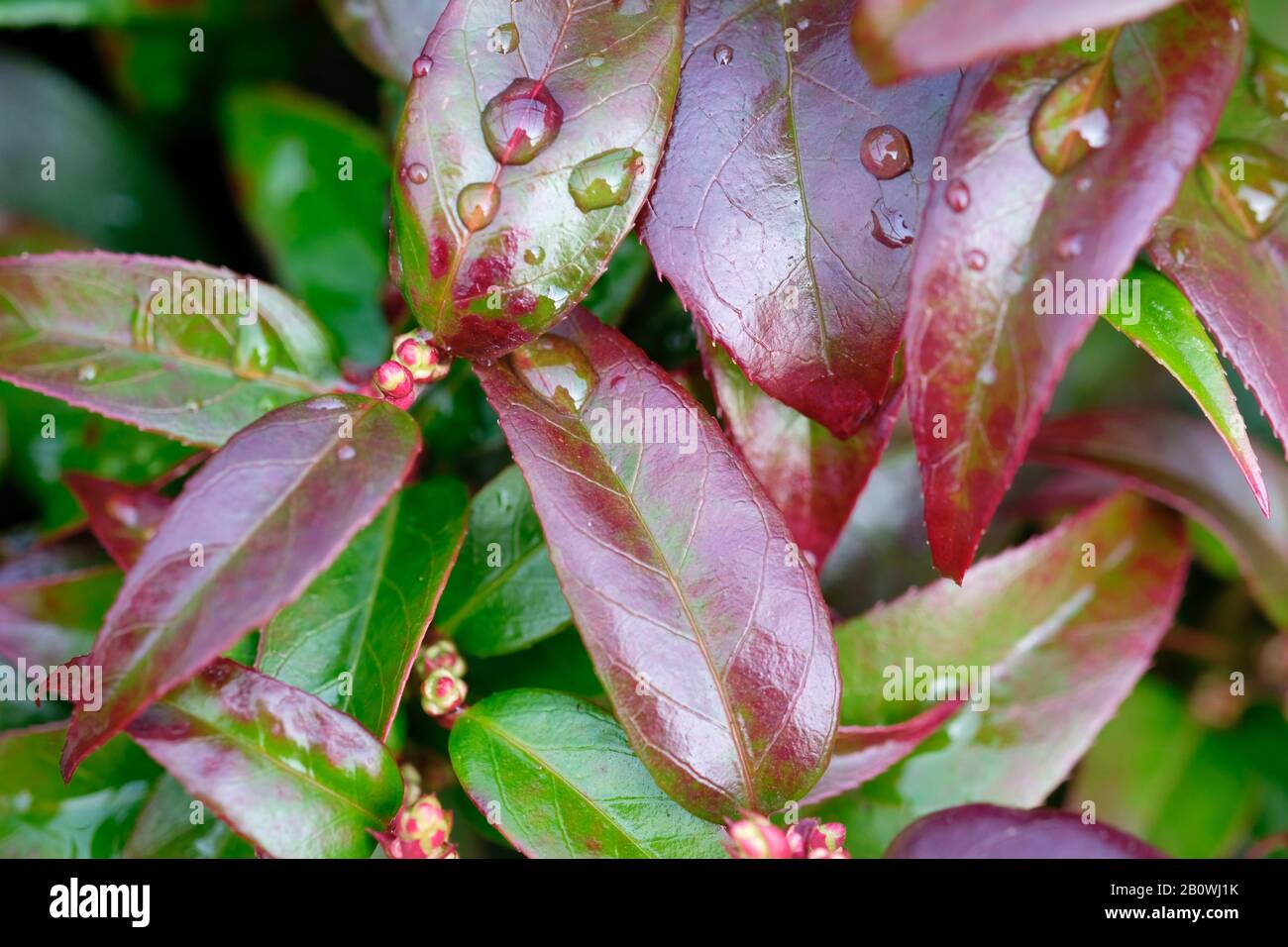 Close up of the foliage of Leucothoe 'Dark Diamond' in late winter (February) Stock Photo