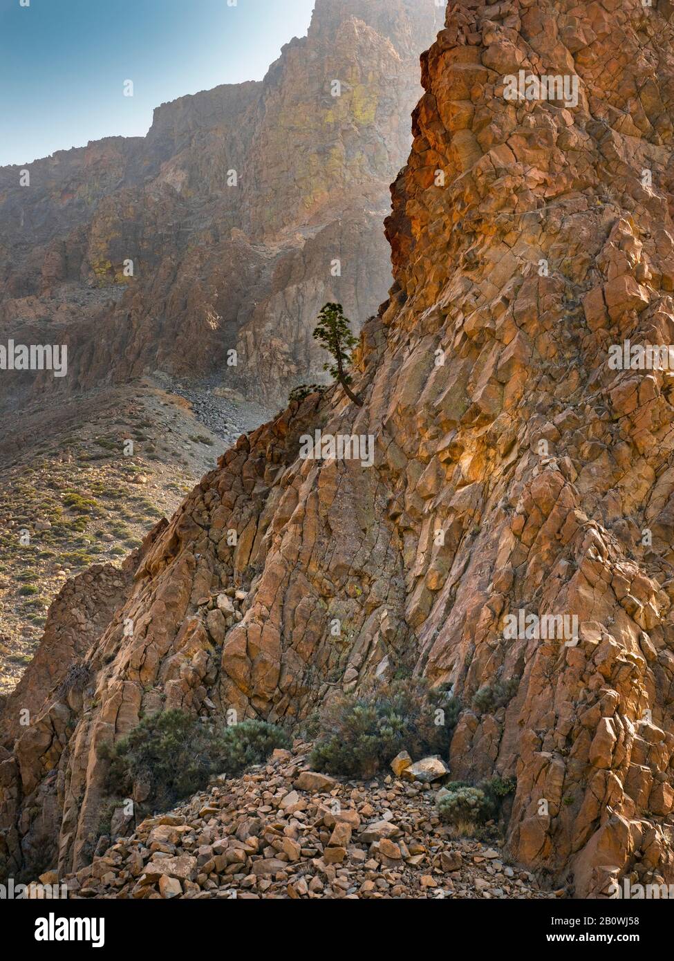 Mount Teide National park rock formations and lone pine Tenerife in the Canary Islands, Spain Stock Photo
