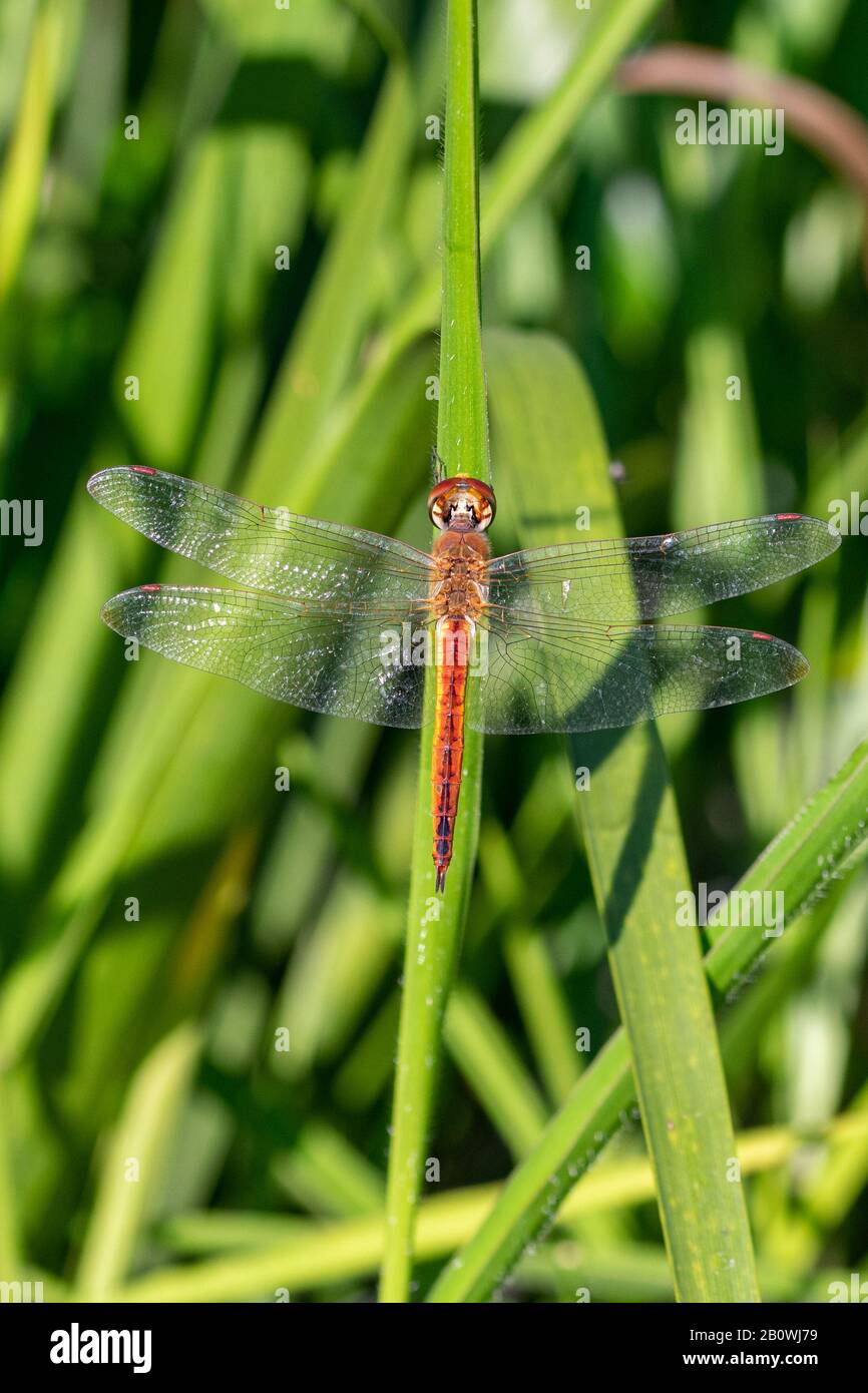 Pantala flavescens (globe skimmer, globe wanderer or wandering glider) dragonfly resting on a blade on grass in early morning sunlight, Entebbe, Ugand Stock Photo