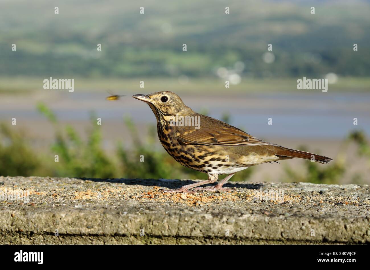 Song thrush bird uk hi-res stock photography and images - Alamy