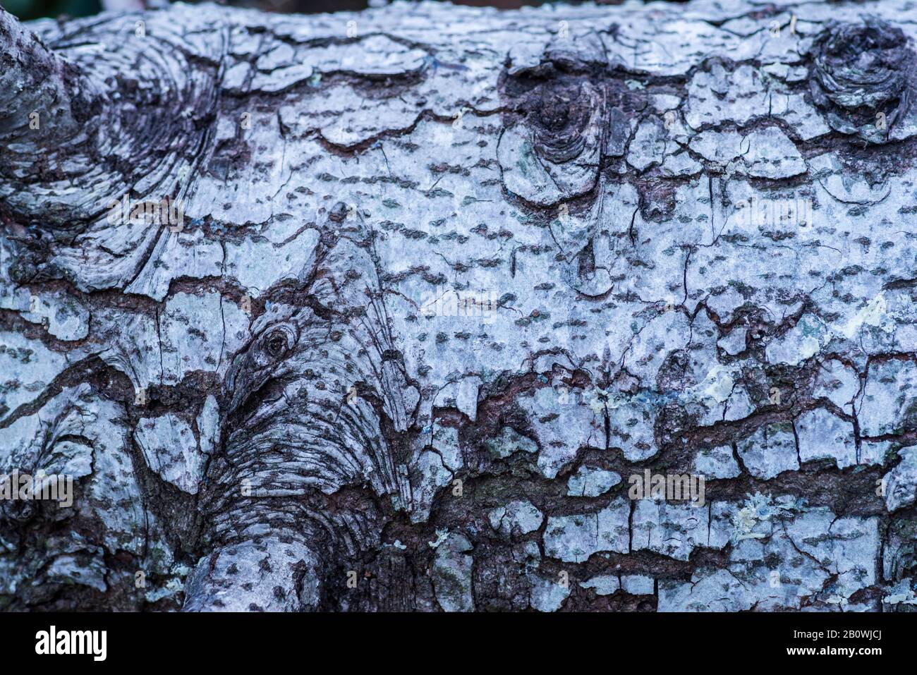 Natural Park of Montseny,tree trunk Abies pinsapo, Barcelona, Spain, Europe. Stock Photo