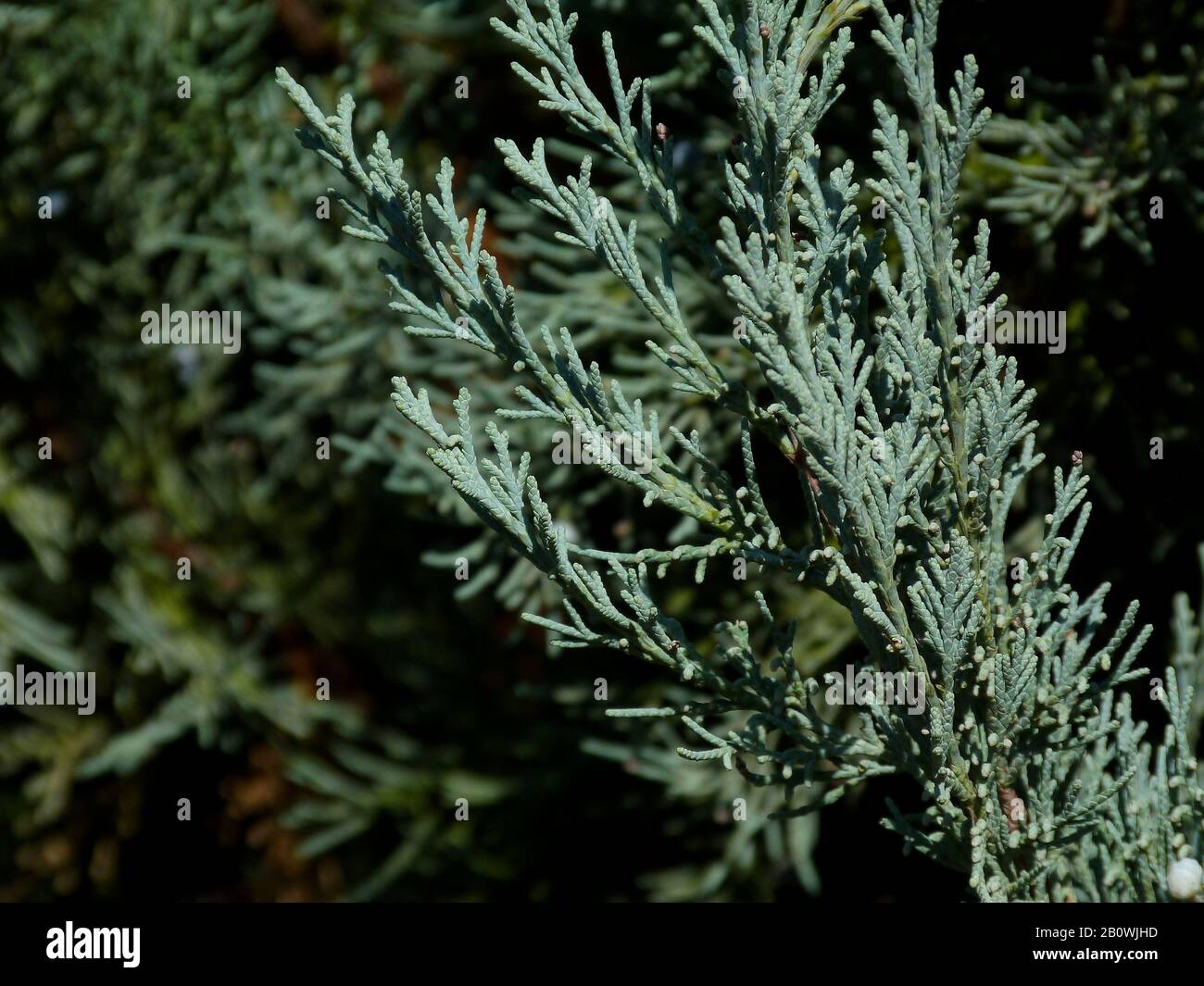silver blue or ice blue Juniper. Arizona Cypress branch closeup detail. freshness concept. beauty in nature. blurry  green background. selective focus Stock Photo
