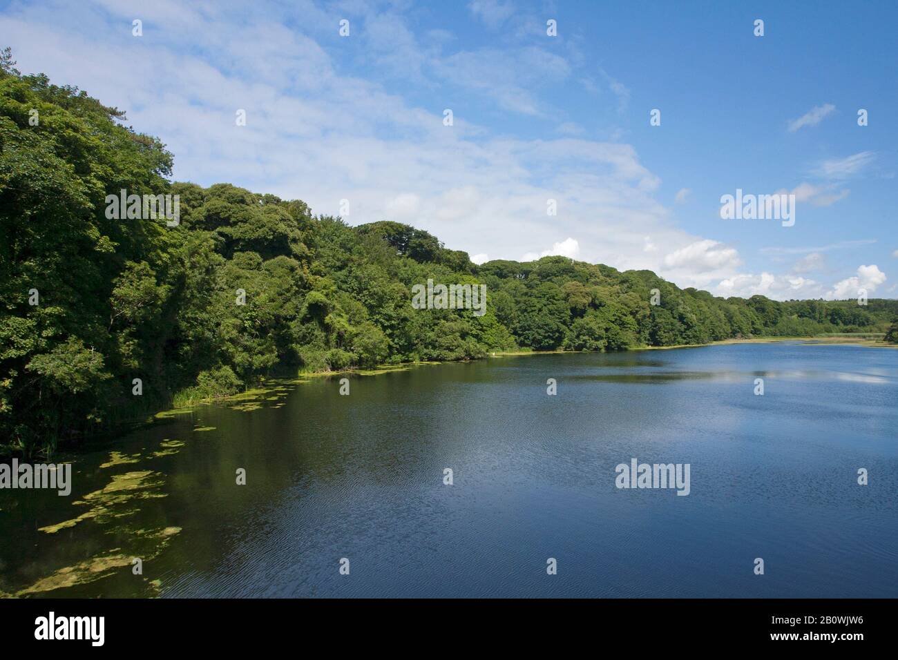 Bosherston Lily Ponds surrounded by woodland, Stackpole Estate, Pembrokeshire, Wales, UK Stock