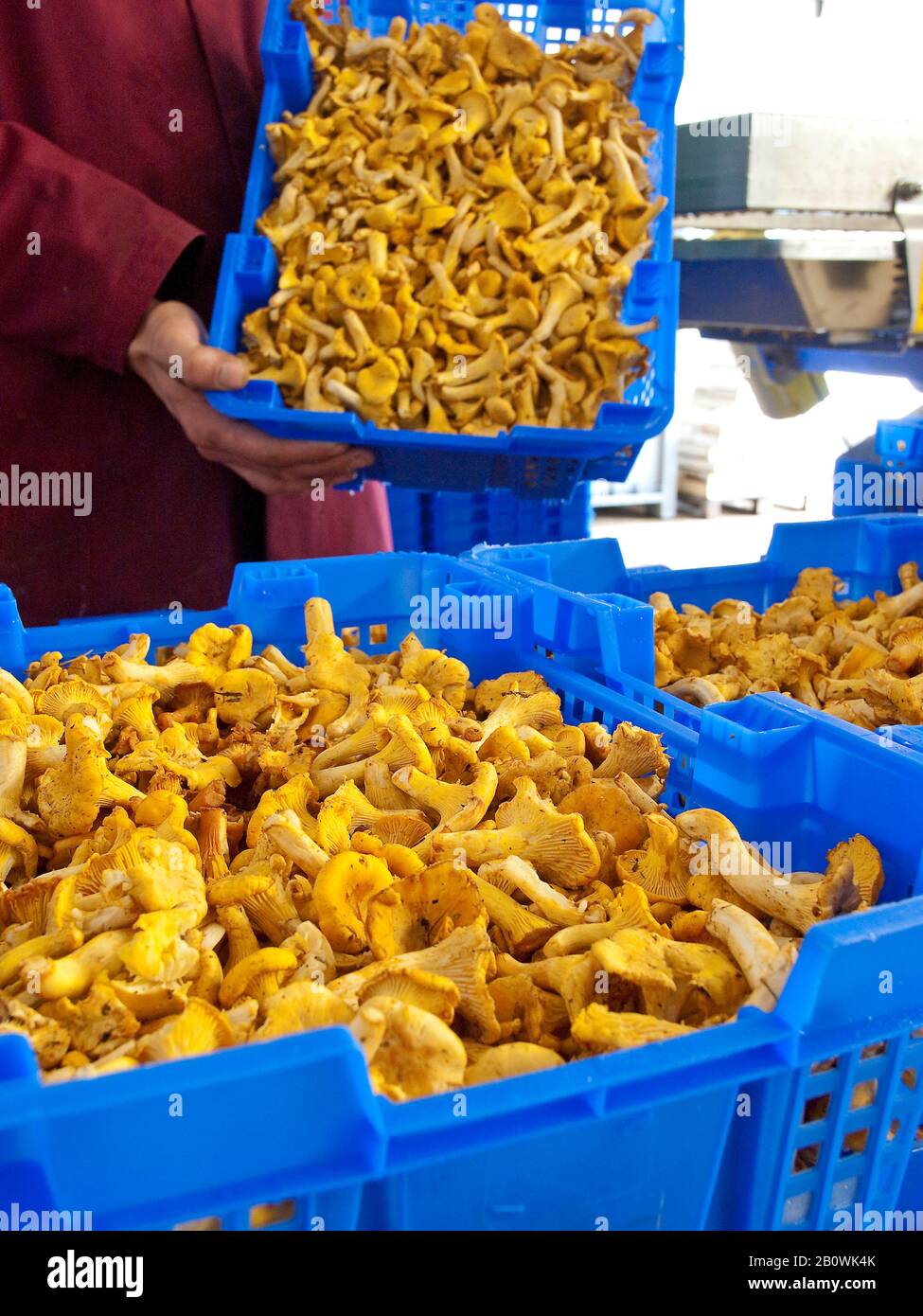 Chanterelle comestible hires stock photography and images Alamy