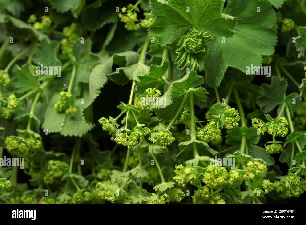 Common lady's mantle - Alchemilla vulgaris - leaves and flowers on display at herbs market Stock Photo