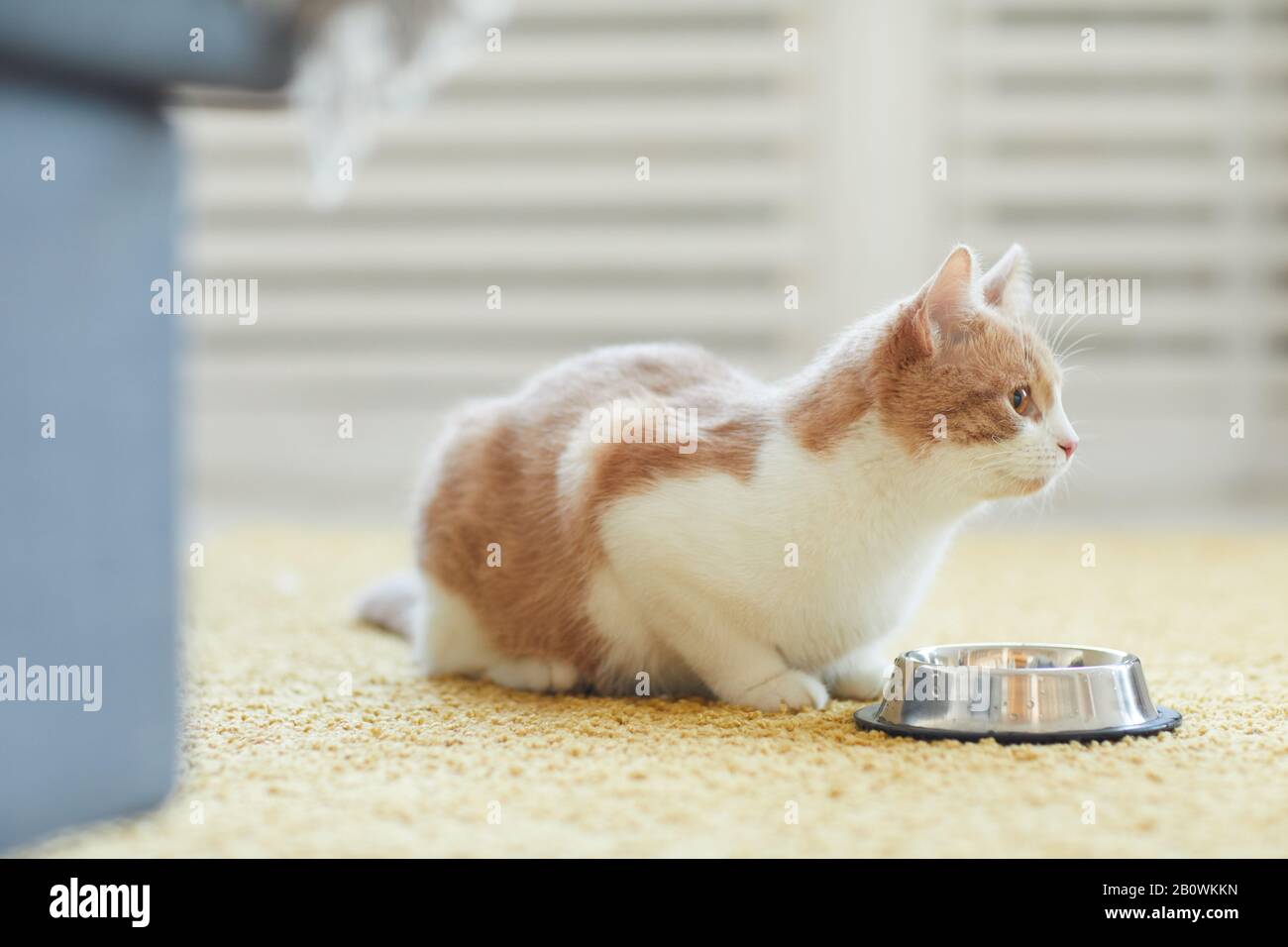 Domestic cat sitting on the floor with her bowl and it's going to eat the meal Stock Photo