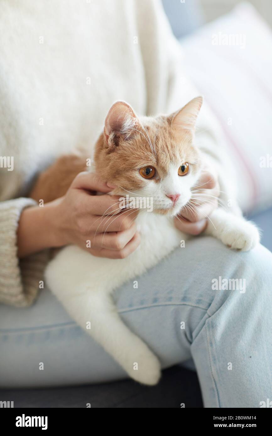 Close-up of domestic cute cat sitting on woman's knees Stock Photo