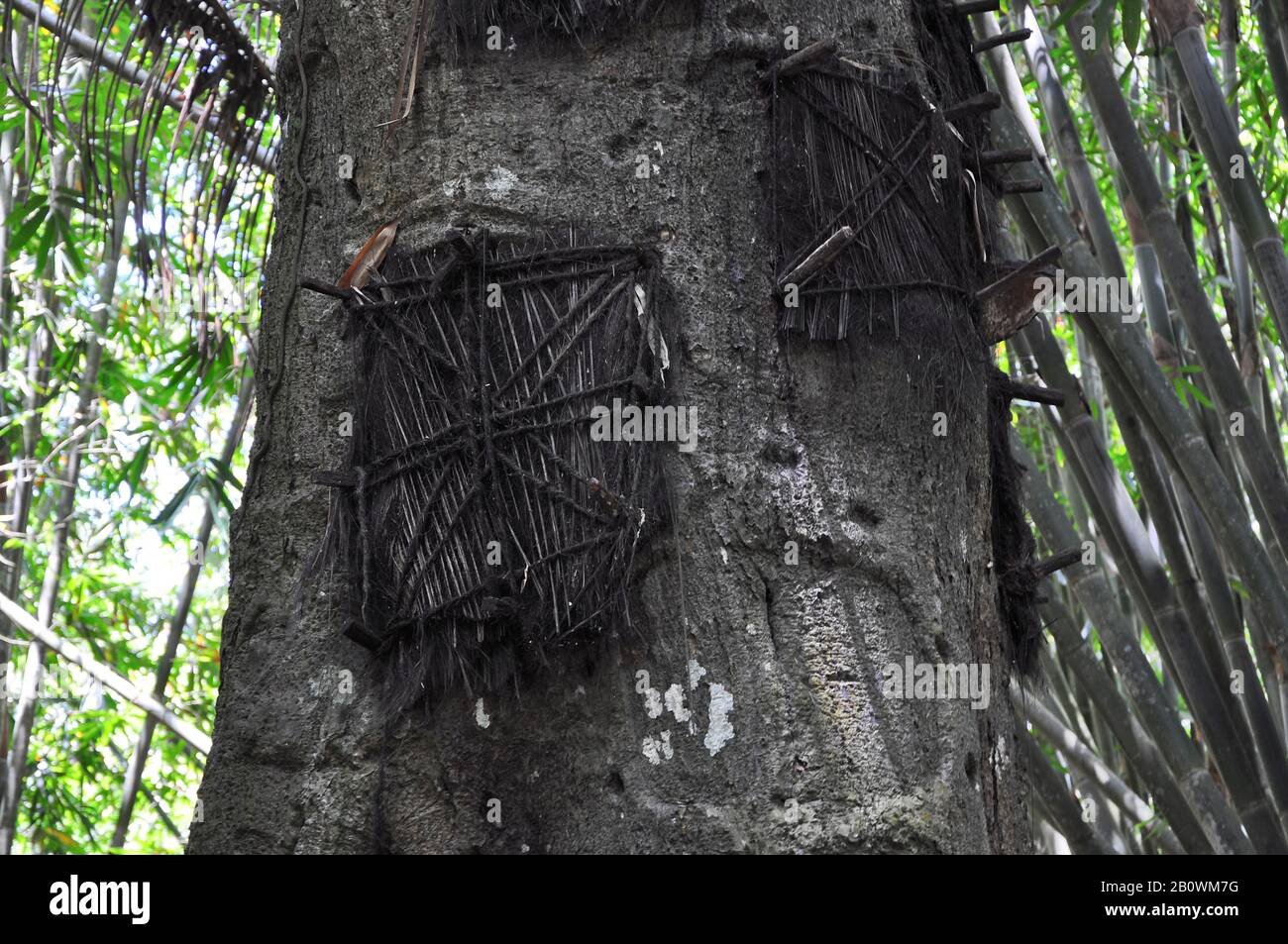 Tree graves for infants who died before they got their baby teeth ...