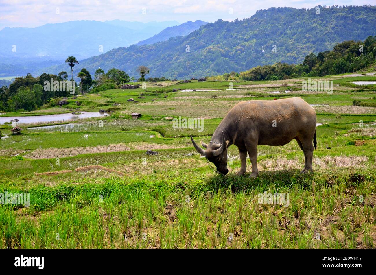 Water buffalo on rice terrace, Rantepao, Toraja highlands, Tana Toraja, Sulawesi, Indonesia, Southeast Asia Stock Photo