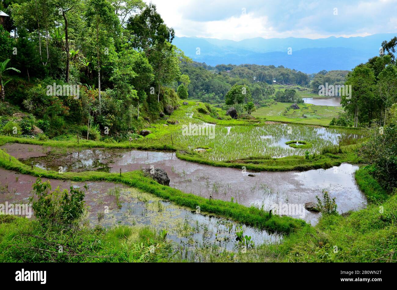 Rice terraces, Rantepao, Toraja highlands, Tana Toraja, Sulawesi, Indonesia, Southeast Asia Stock Photo