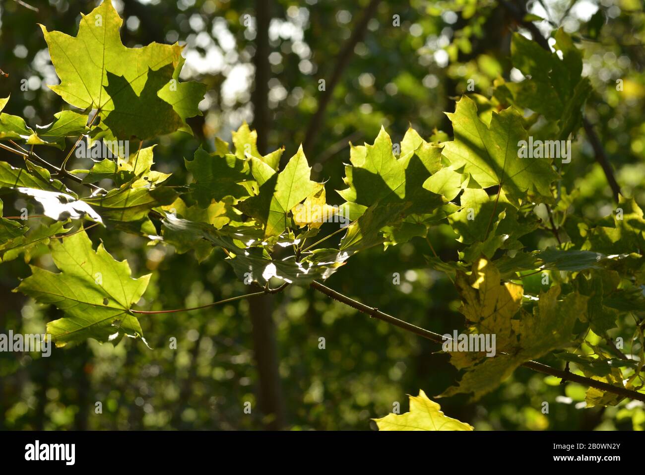 Maple Tree Insunlight Fall nature with maple tree and leaves in sunlight Stock Photo - Alamy