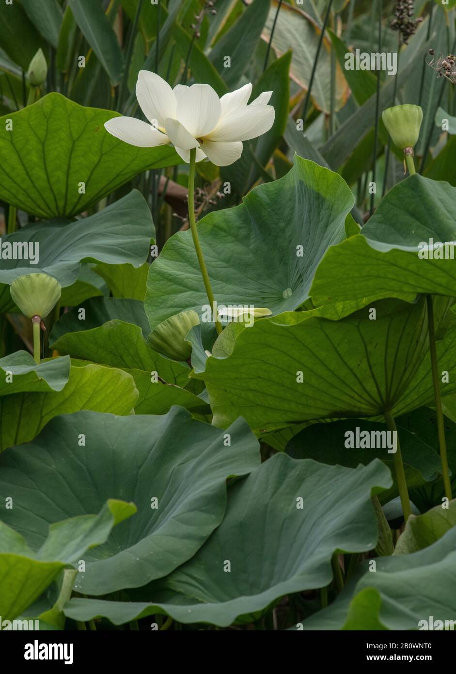 Picture of lotus flower hires stock photography and images Alamy