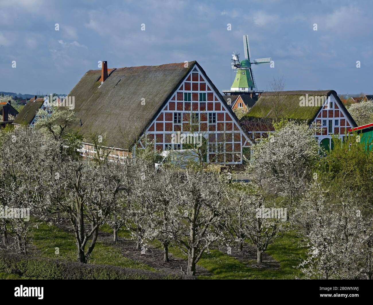 Venti Amica windmill in Twielenfleth-Lühe with orchard, Altes Land, Landkreis Stade, Lower Saxony, Germany, Europe Stock Photo