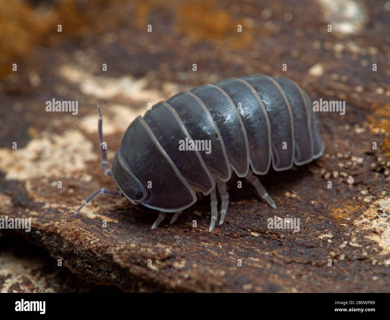 Terrestrial isopod (Armadillo officinalis) commonly called the oak-woodland pillbug or plain pill woodlouse, on bark, 3/4 view. This species can roll Stock Photo