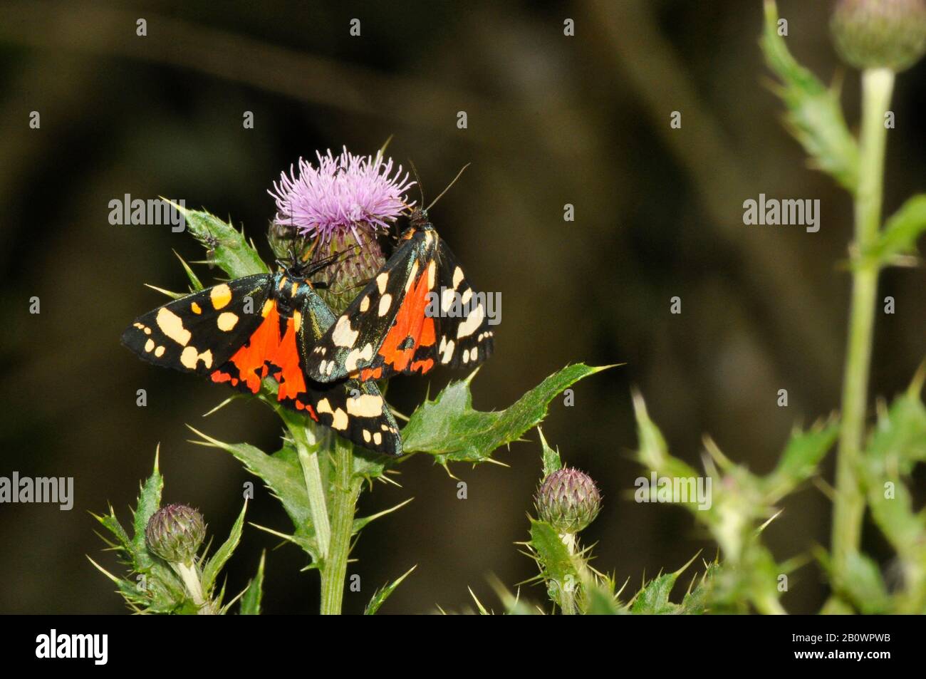 Scarlet Tiger moth,'Callimorpha dominula' on a thistle.june-July,flies by day,woodlands, Somerset, UK Stock Photo