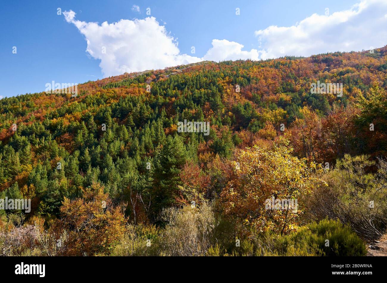 Landscape view of mixed forest in autumn in Hayedo de Tejera Negra (Parque Natural Sierra Norte de Guadalajara, Cantalojas, Guadalajara, Spain) Stock Photo