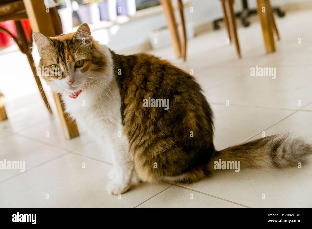 Long fur calico cat in tilted image, sitting on the ground and looking at lens. Stock Photo
