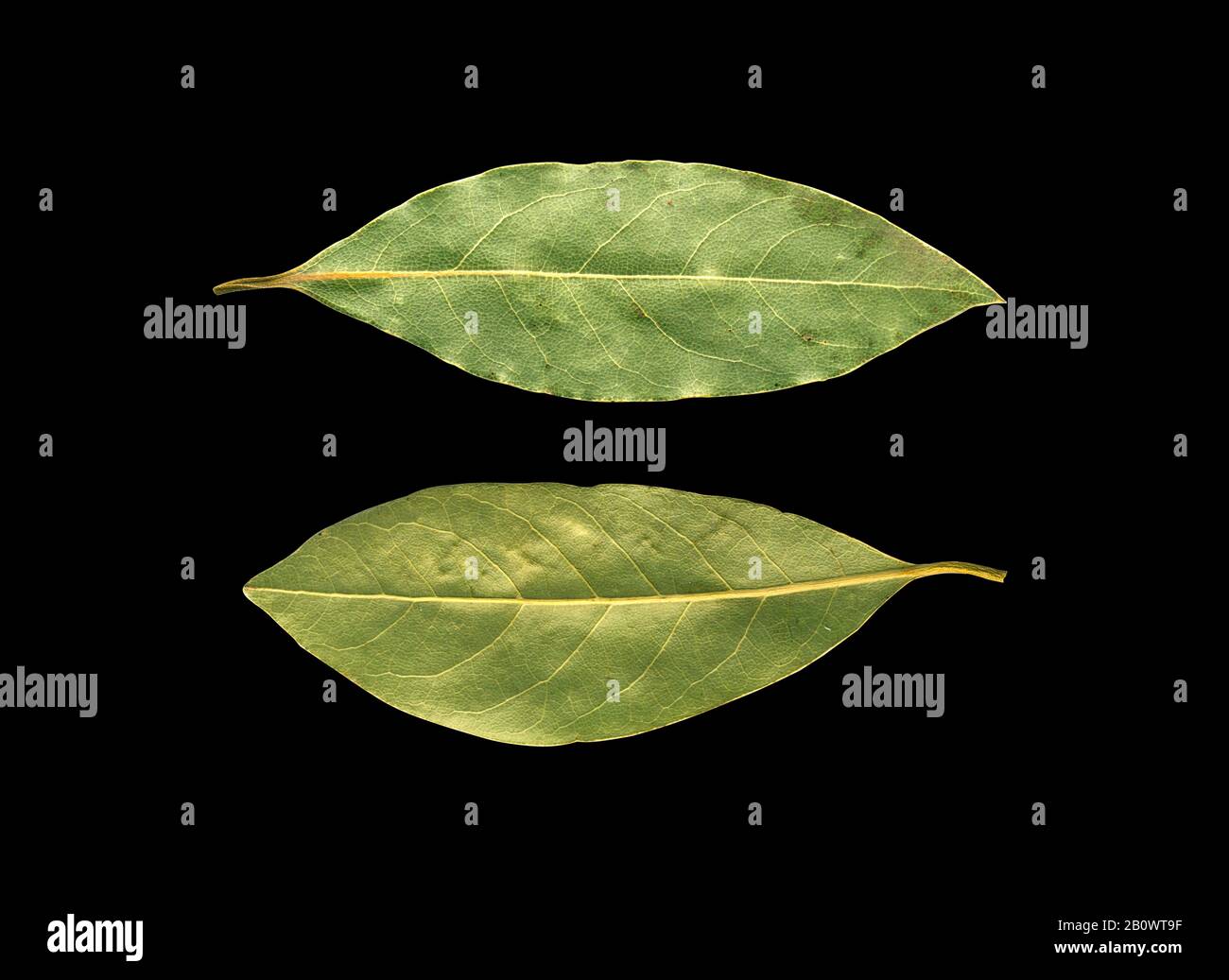 dried bay leaves, isolated on black background Stock Photo Alamy