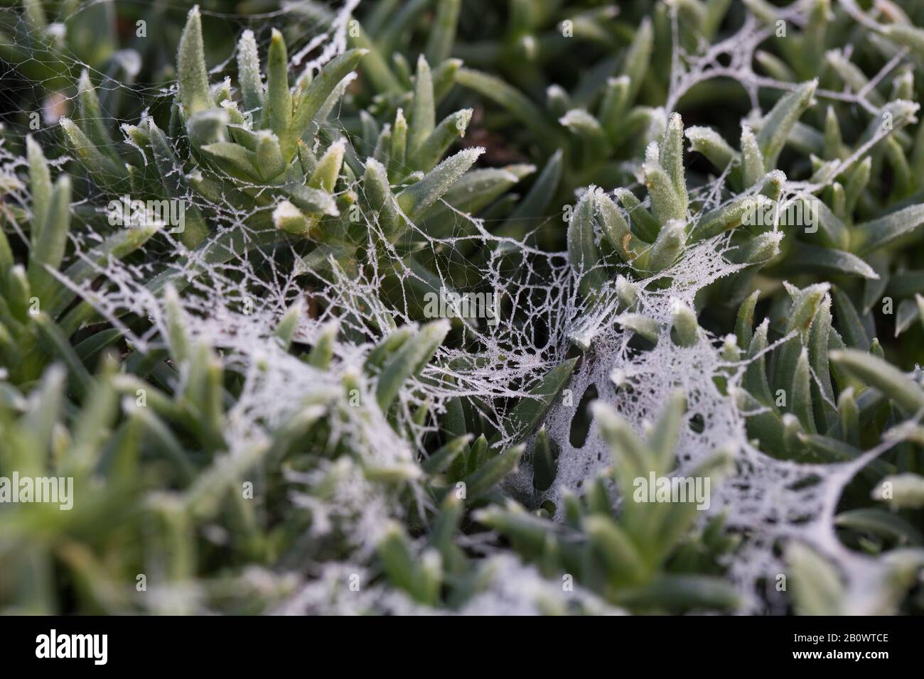 Frost on spider web hires stock photography and images Alamy