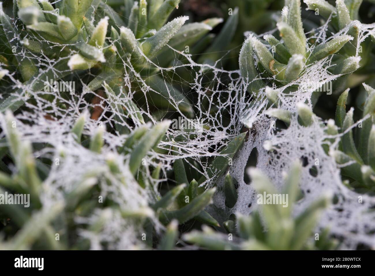 Frost on spider web hires stock photography and images Alamy