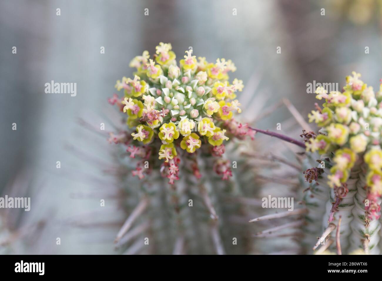 Page 3 Garden Euphorbia High Resolution Stock Photography And Images Alamy