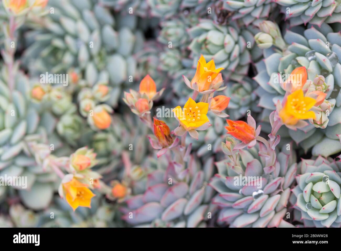 Painted Echeveria High Resolution Stock Photography And Images Alamy