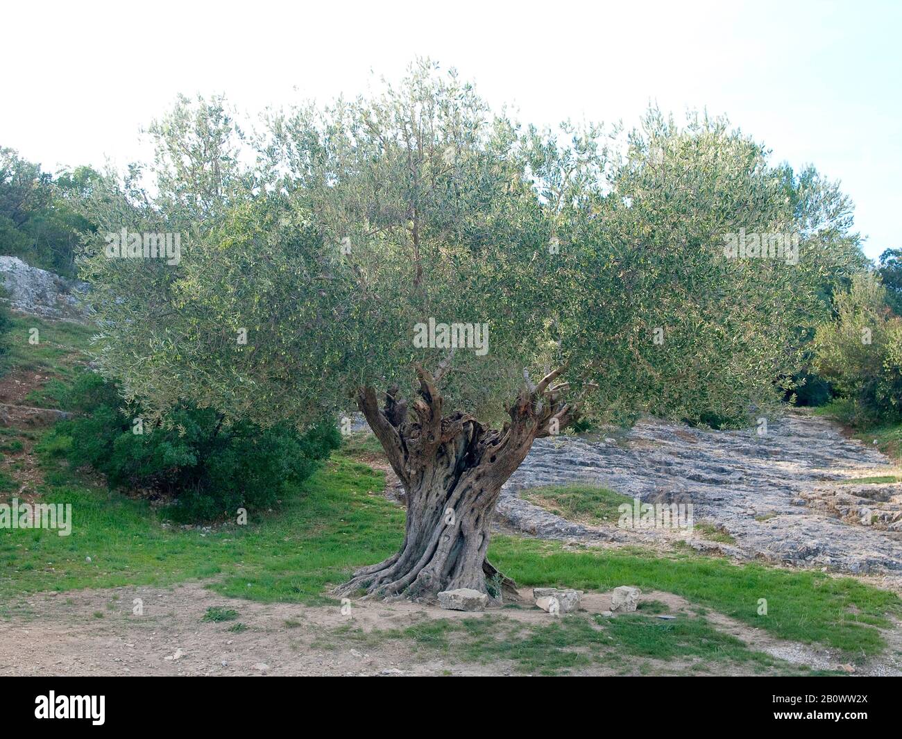 Olive tree, 1100 years old, southern France, France, Europe Stock Photo ...