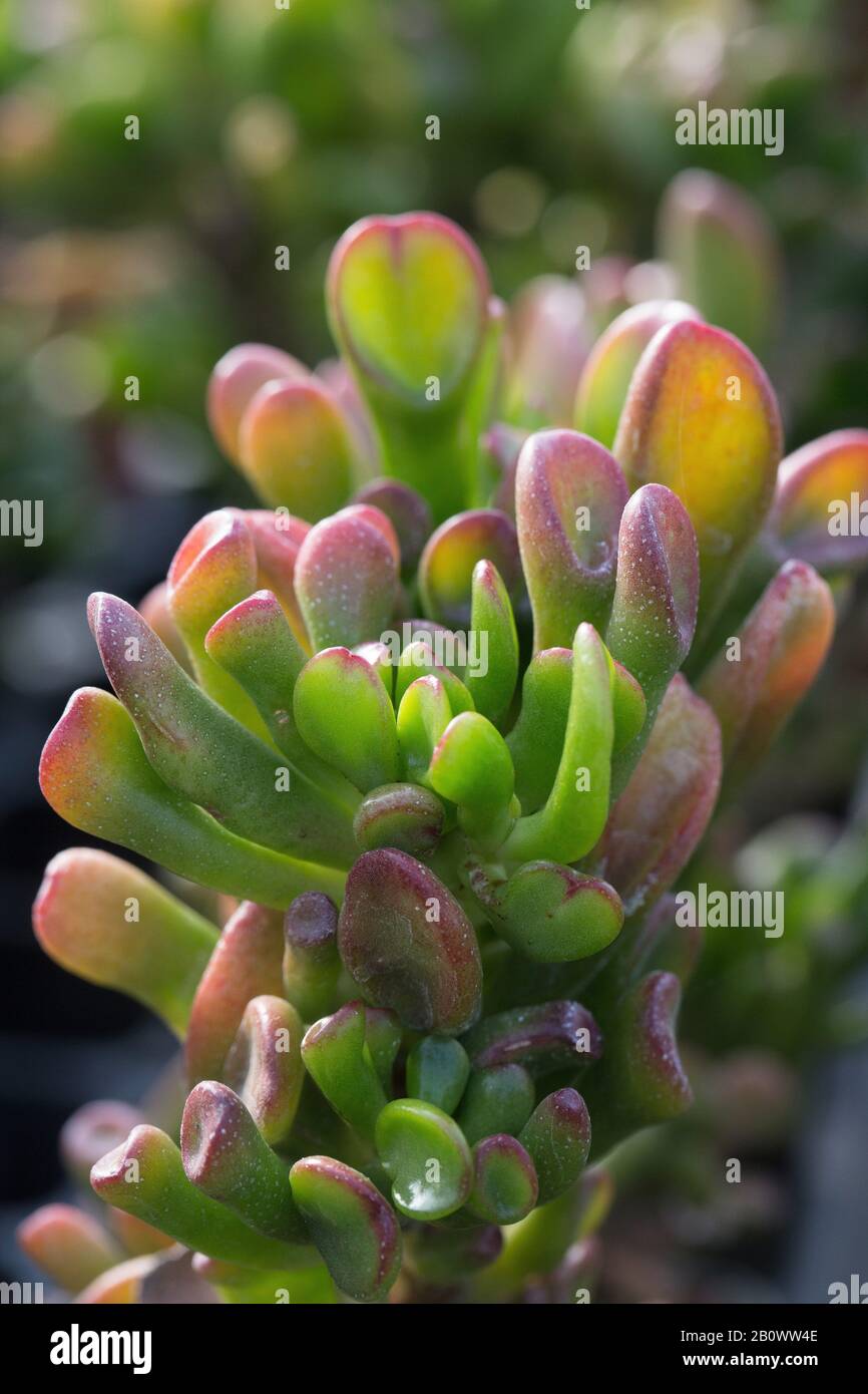 Crassula ovata 'Gollum' plant, close up. Stock Photo