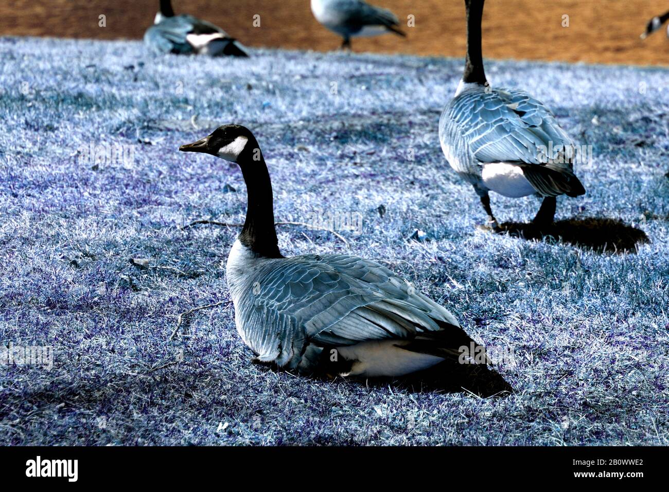 Illustrations of Geese Stock Photo