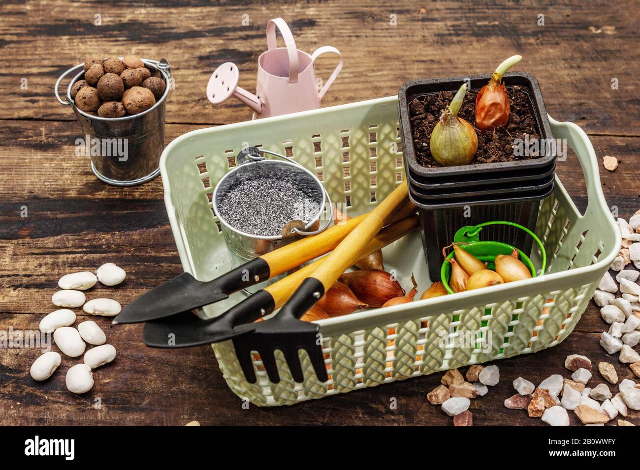 Spring planting and gardening concept. Tools, watering can, fresh onion