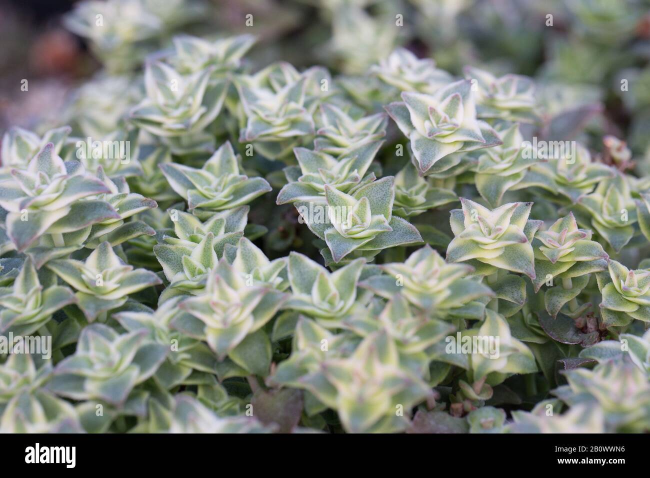 Crassula perforata - variegated string of buttons plant, close up Stock ...