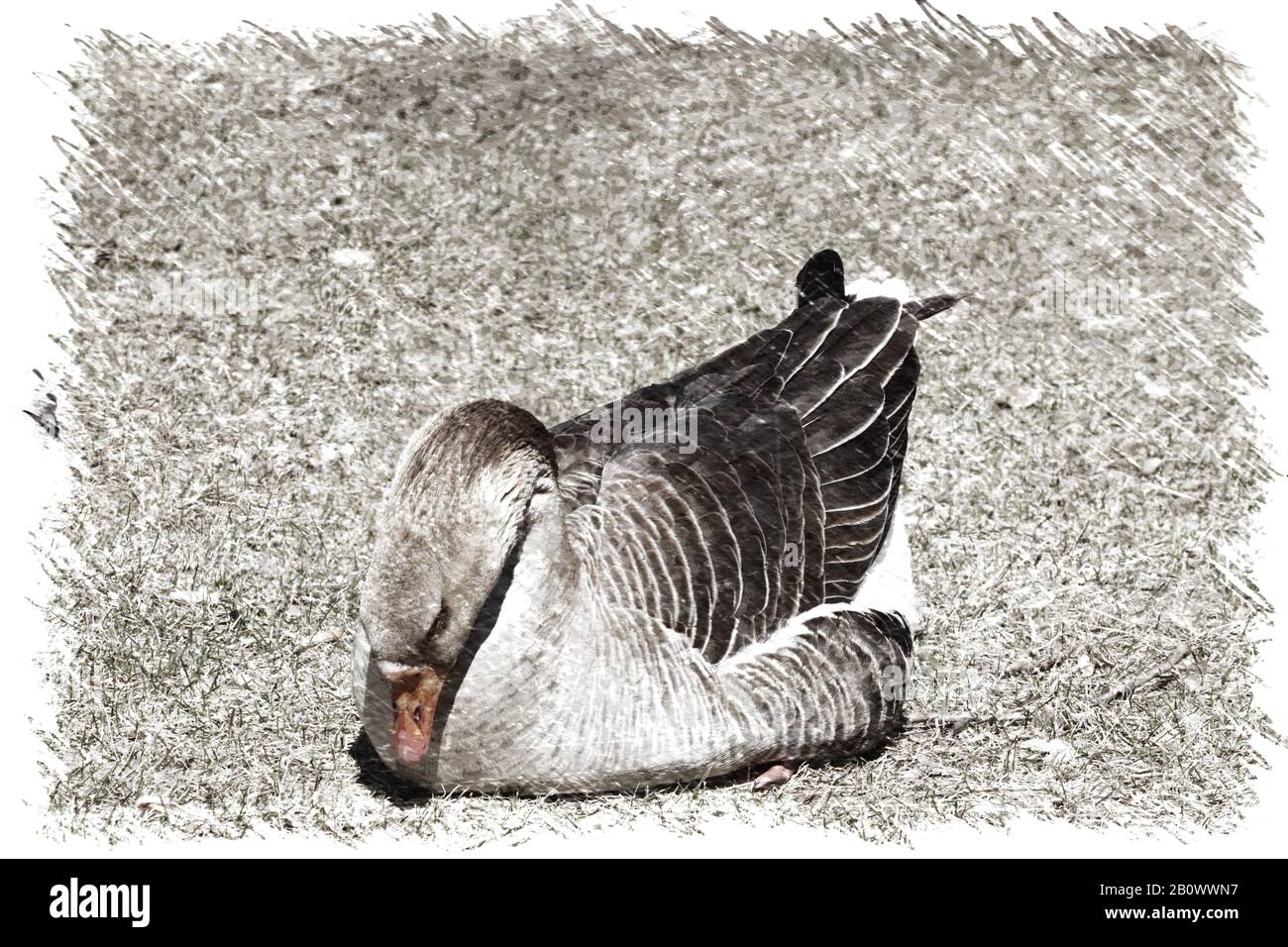Illustrations of Geese Stock Photo