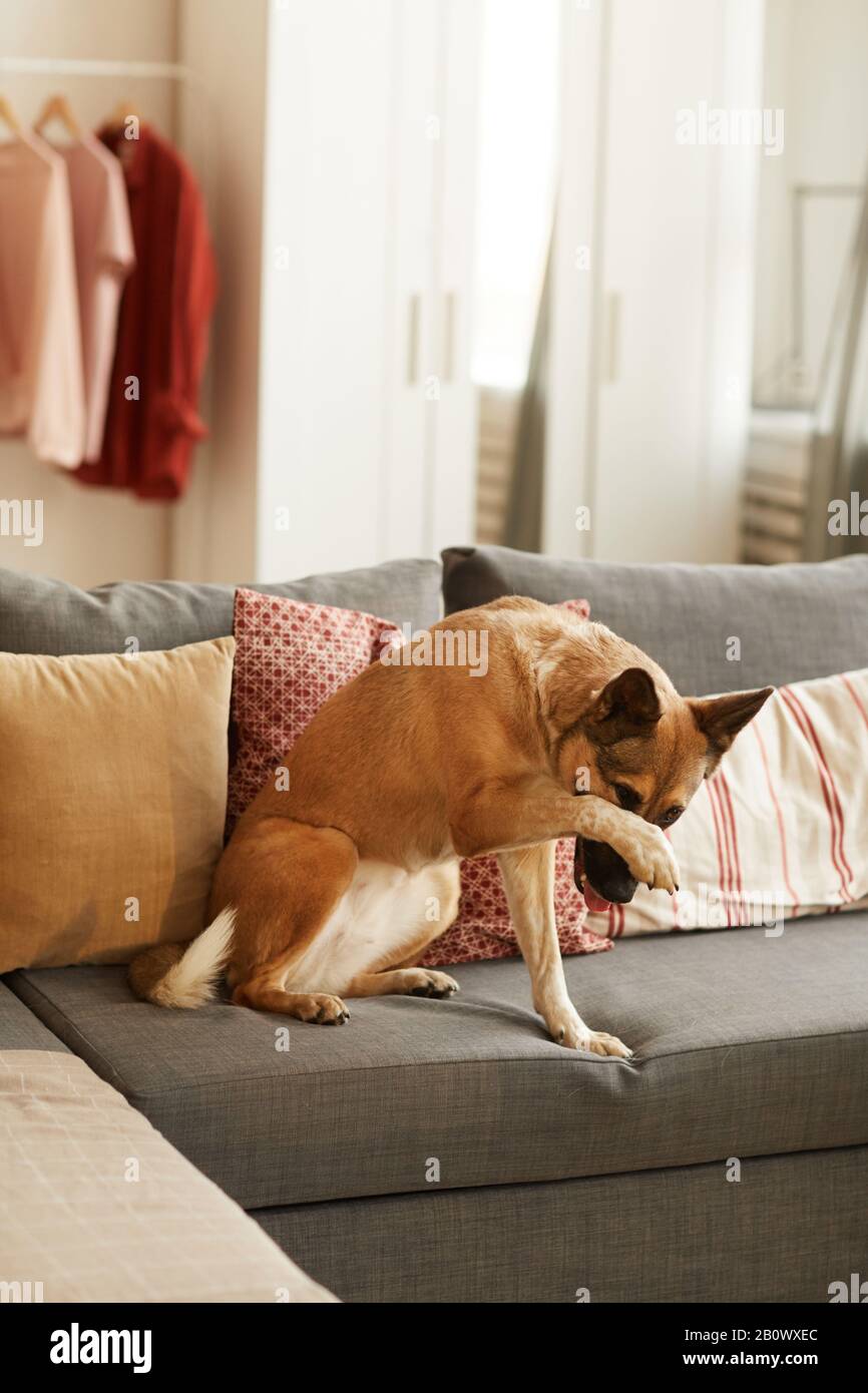 Why Does My Puppy Hide Under The Couch