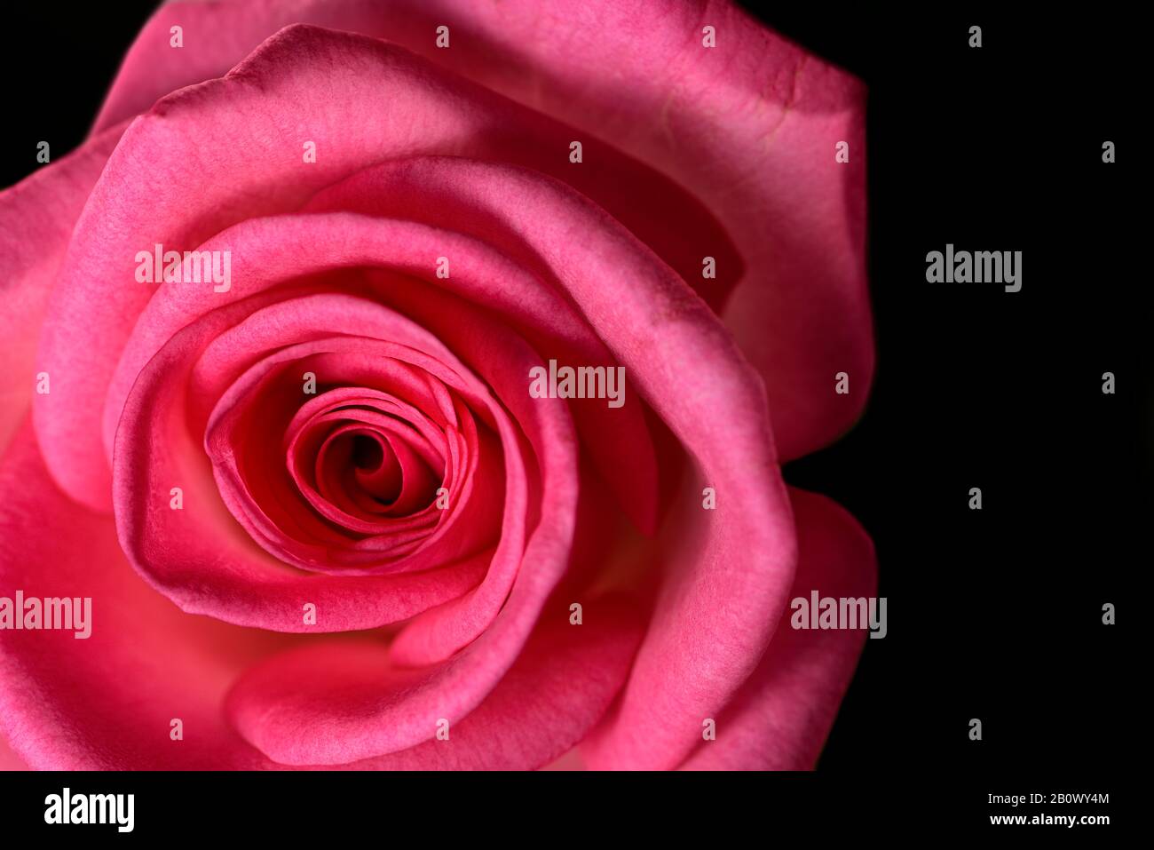 Single pink rose in full bloom on a black background Stock Photo