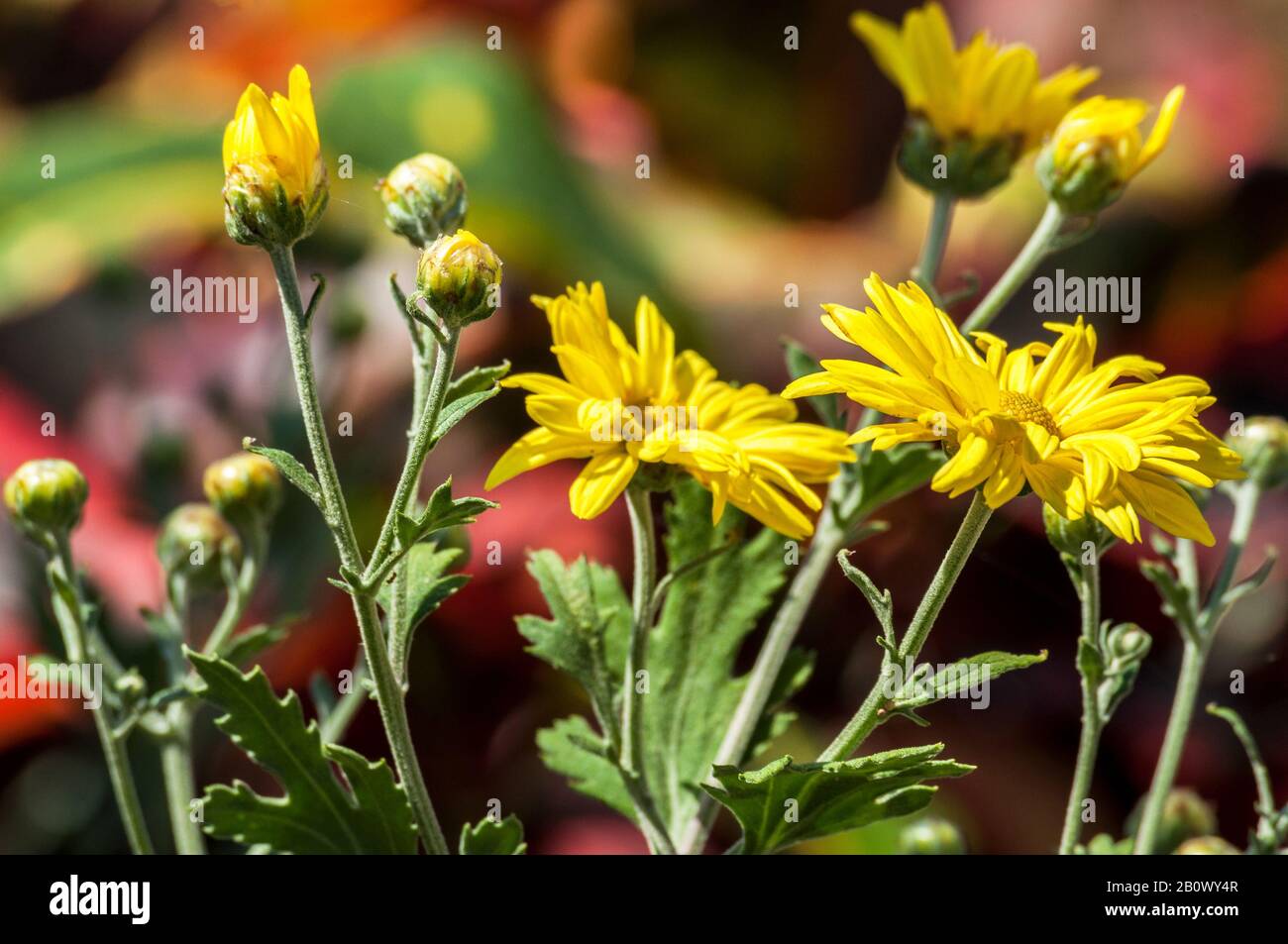 Close up of yellow daisies and buds in a garden in Cuba during summer time Stock Photo