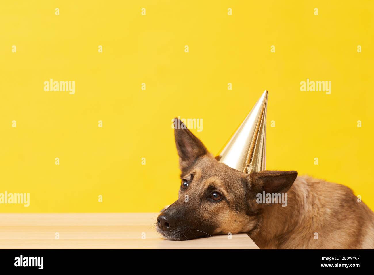 Close-up of cute dog putting the head in party hat on the table and looking sad isolated on yellow background Stock Photo