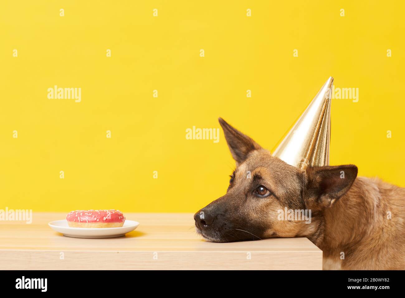German shepherd in hat waiting for the order to eat cake on the table against the yellow background Stock Photo