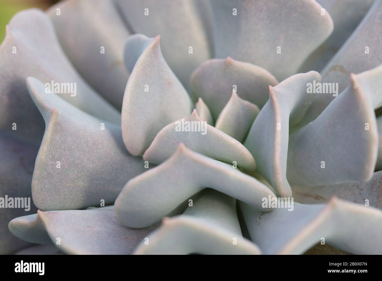 Echeveria 'Cubic Frost' succulent plant. Stock Photo