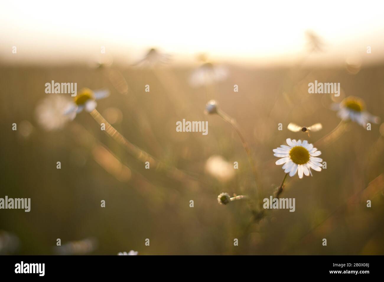 Chamomile in a meadow Stock Photo - Alamy